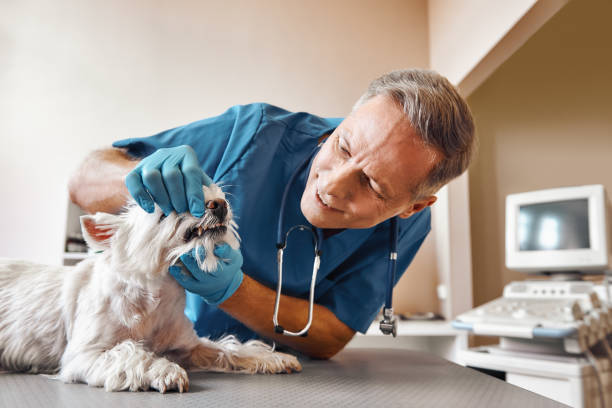 Best Emergency Care for Gum Disease in Canton, SD